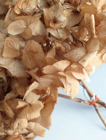 Close up of dried and ocher colored natural hydrangea leaves. Bouquet of dried hydrangea flower on white background. Autumn flower pattern. Texture of dried flower hydrangeas, floral autumn backgroundの写真素材
