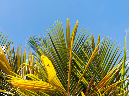Palm trees under tropical blue sky. Close up of Caribbean plant leaves. Nature and vegetation of the French West Indies.の写真素材