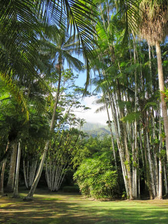 Tropical garden with lush vegetation and misty mountain peaks. View to the Carbet Pitons from Balata gardens in the French West Indies. Caribbean landscape background.の写真素材
