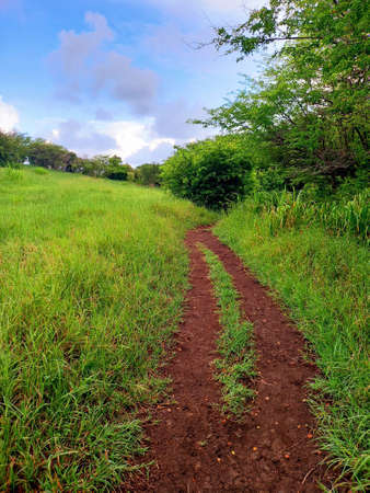 Idyllic landscape of tropical vegetation under cloudy Caribbean skies in the French West Indies....