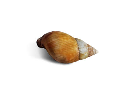 Aerial view of isolated snail shell. Mollusk shell. Spiral seashell on white background.
