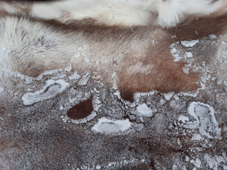 Reindeer fur texture with snowflakes. Moose fur closeup texture background. Reindeer skin. Caribou...