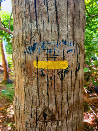 Yellow trail sign for hiking on palm tree trunk in tropical forest of the French West Indies. Road signs, hiking trails and adventure sports.の写真素材