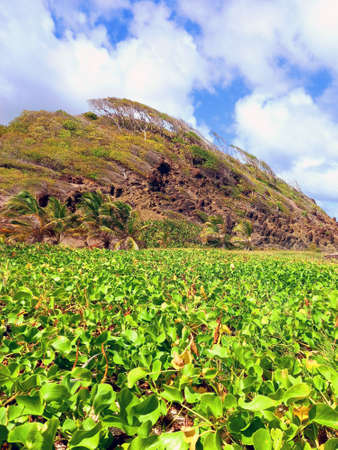 Caribbean vegetation on hill under tropical blue sky. Flora and landscape of the Antilles background.の写真素材