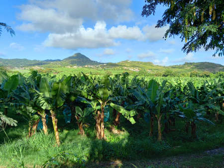 Panoramic view of banana plantation in the French West Indies under tropical blue sky. Nature and...