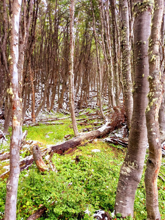 Panoramic of fallen tree trunks in glacier area Icy forest path. Glaciers and Mountaineering. Landscape and extreme nature.の写真素材