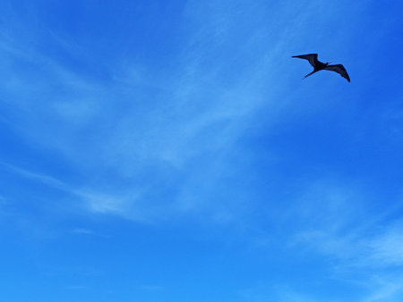 Frigatebird flying in tropical blue sky with white cloud trails Soft white clouds in blue Caribbean sky. Textures and Backgrounds of birds in blue skies.の素材