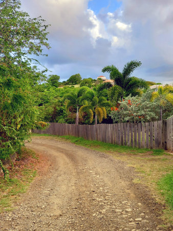 Dirt road in the middle of Nature and lush Caribbean vegetation. Idyllic landscape of tropical vegetation under blue Caribbean skies in the French West Indies.の写真素材