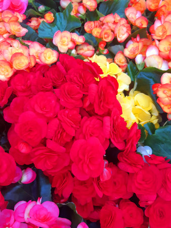 Floral background. Natural flowers of various intense colors.の写真素材