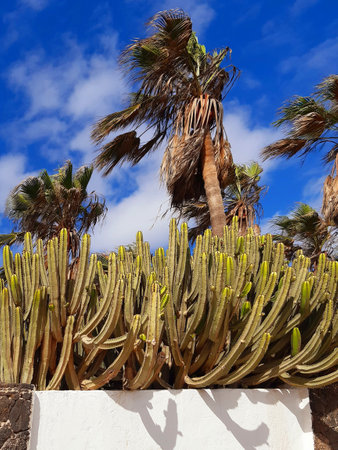 Beautiful palm tree and cactus against a blue cloudy sky. Amazing tropical background. Vegetation and flora. Canary Island Spurge (Euphorbia canariensis).の写真素材