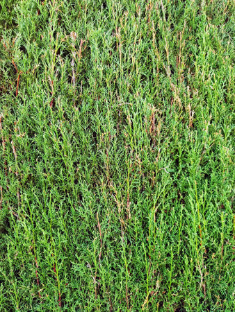 green fir branches background. Full frame fir forest. Nature and botany. Coniferous background. Pine needles close-up.の写真素材