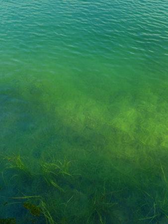 green waters with aquatic algae useful as a background. Underwater oceans. Emerald green water. Water texture patternの写真素材
