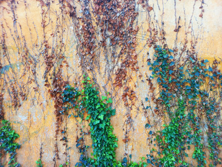 Green and brown climbing ivy on old peeling wall. Green and brown leaves on old wall. Vegetation and botany.の写真素材