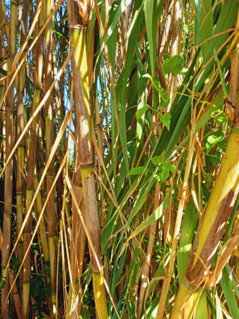 Bamboo forest background. Full frame tropical vegetation. Leaves and tall bamboo stems.の写真素材
