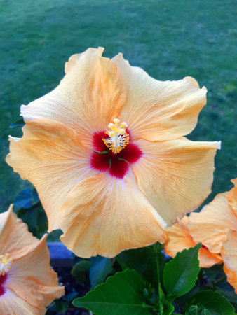 CLOSE-UP OF A YELLOW HIBISCUS FLOWER in a natural setting. Intensely colored tropical flower. Hibiscus flower in a garden. Botany, gardening, and floral ornamentation.の写真素材
