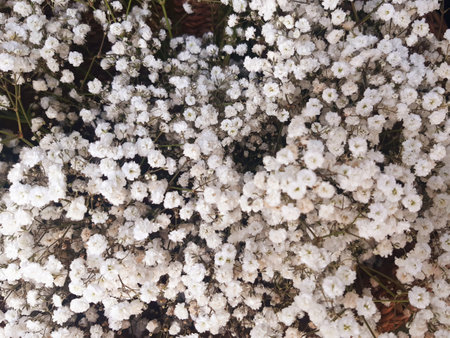 Background of natural white flowers. Small full-frame flowers. Floral arrangements. Botany and gardening.の写真素材