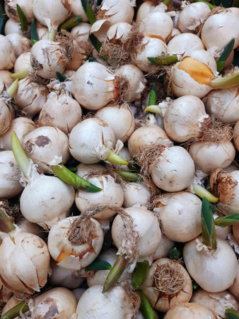 Background of tulip bulbs with sprouts. Preparation for planting daffodil flower bulbs. Set of Dutch bulbs for sale. Botany and gardening.の写真素材