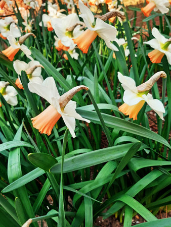 Field of daffodils in bloom. Background of orange and white daffodil flowers. Bulbs in bloom. Flowers with white and orange petals.の写真素材