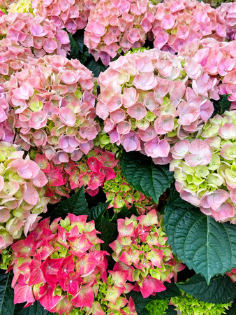 Background of a variety of hydrangeas in different colors. Blooming colorful hydrangea, beautiful...