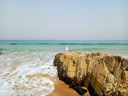 Seagull relaxing on a water break. Seascape with a seagull on the rocks under a blue sky. Coastline background.の写真素材