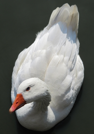 Beautyfull white goose on water                               の写真素材