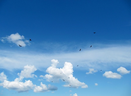   blue sky with white clouds and flying black birds                              