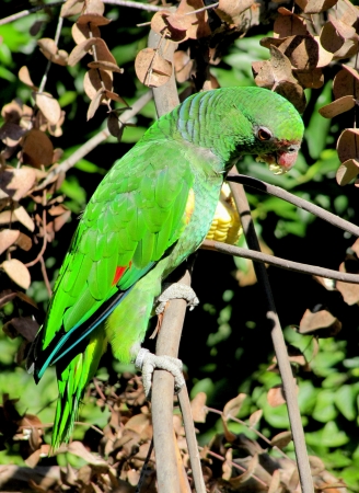 Bright green parrot on a branch of a tree eats corn                               