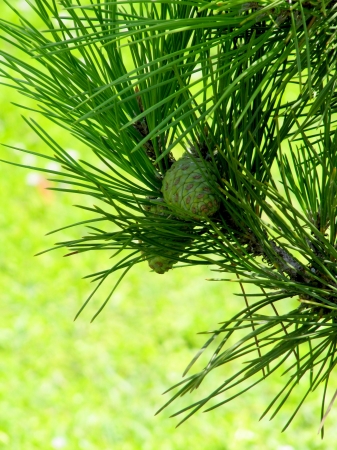 Branch of a young pine with the green cones                               の写真素材