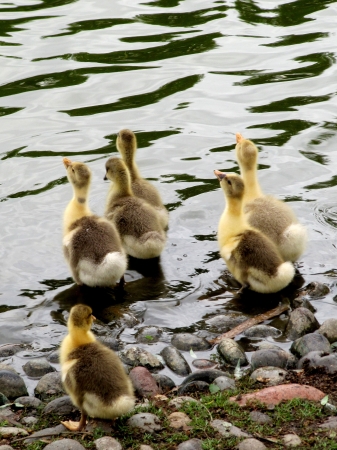Small gooses near the lake                               の写真素材