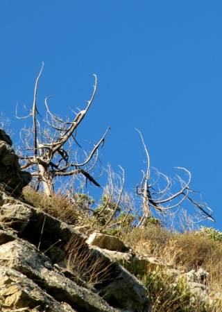 Dry trees at rock top  Crimean Mountains                                の写真素材