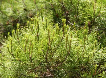 Young green escapes of the Pine  