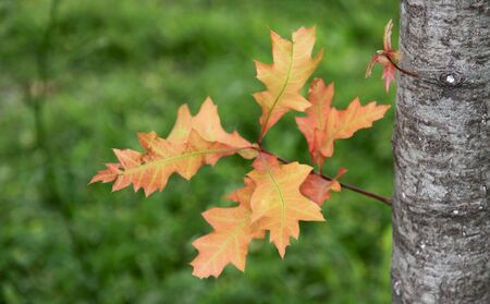 Young spring escapes and leaves of the Oak tree の写真素材