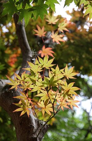Maple Japanese in the spring.Young foliage.