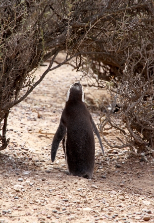Lonely Penguin Magellanic  Wild nature of Patagonia の写真素材