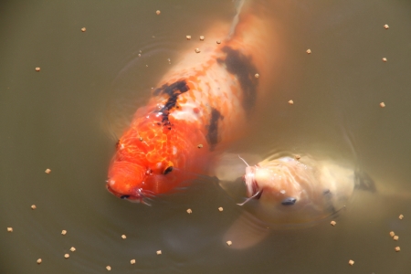Large fish Carp in the lake eats a forage の写真素材