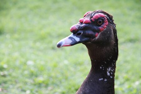 Portrait of the Black Musky Duck の写真素材
