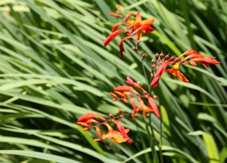 Decorative orange flower in a summer garden  Background の写真素材