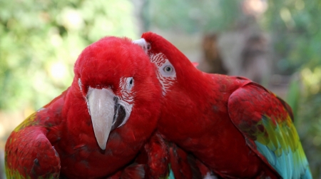 Lovely couple of parrots of Macaw 