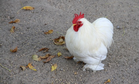 Small white rooster on a farm の写真素材