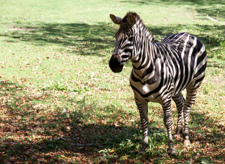 Zebra in the wild nature of the reserve の写真素材