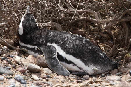 Penguin Magellanic in a nest on a land  Patagonia の写真素材
