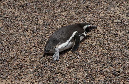 Penguin has a rest on a land  Coast of Patagonia の写真素材
