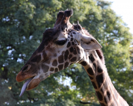 Giraffe  portrait in a profile の写真素材