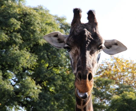 Giraffe portrait against the nature の写真素材