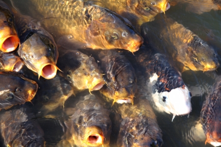 Large fish Carp in the lake  Fishery の写真素材