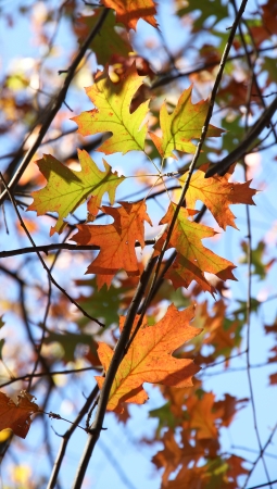 Autumn colourful leaves of an oak 