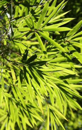 Green branches Bamboo の写真素材