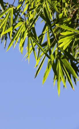 Bamboo  branches with green leaves in the blue sky の写真素材