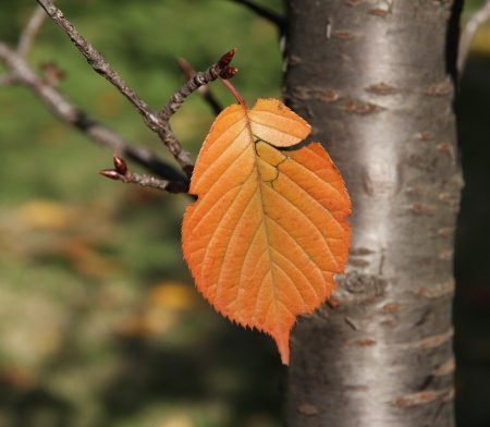One autumn leaf  Sakura tree  の写真素材