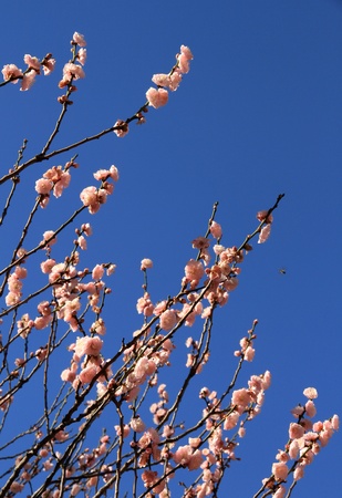 Gentle blossoming Sakura branches  Spring season  の写真素材